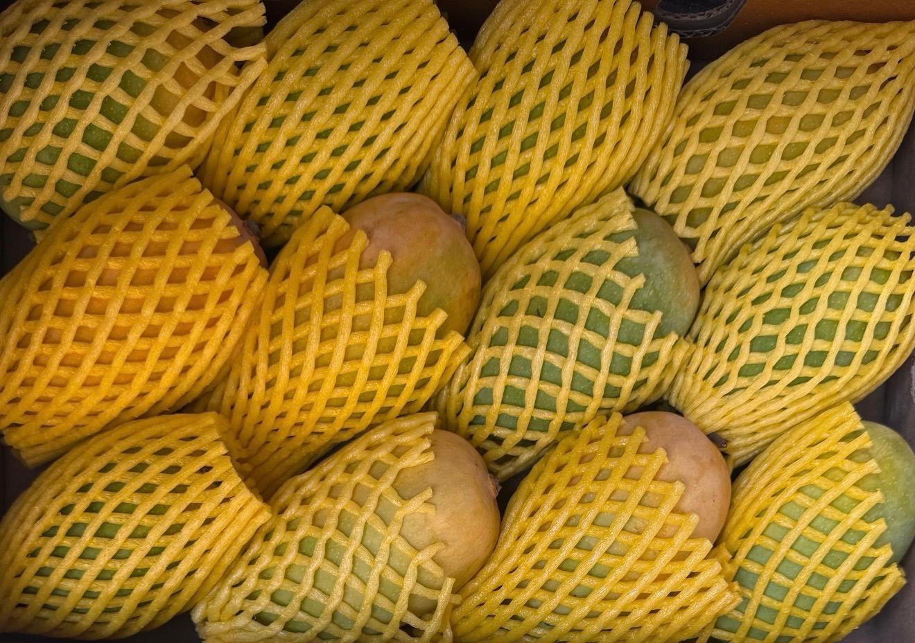 Jumbo kesar mangoes